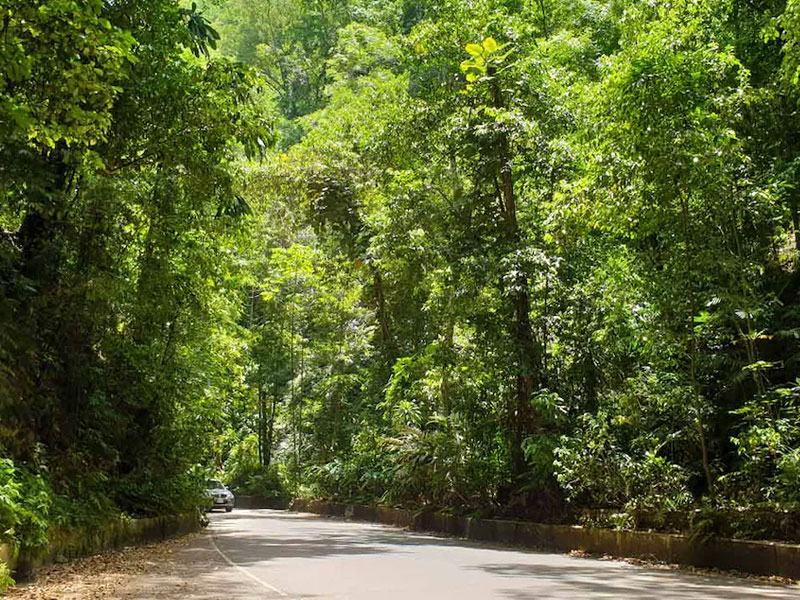 irie-excursions-and-tours-attractions-ocho-rios-highlights-fern-gully